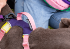 Pet Chest Sling Explosion-proof Dog Robe Leash