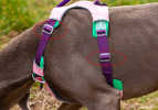 Pet Chest Sling Explosion-proof Dog Robe Leash